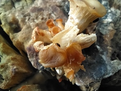 Corylophidae