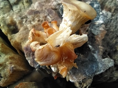 Corylophidae