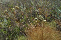 Prangos trifida