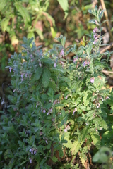 Teucrium scordium