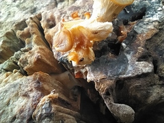 Corylophidae