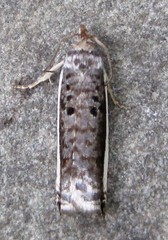 Ancylis albacostana