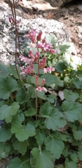 Heuchera rubescens