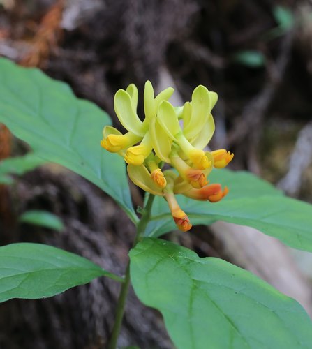Polygala reinii iNat (1)