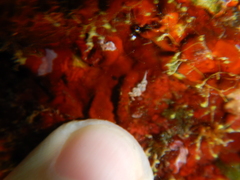 Facelina rubrovittata
