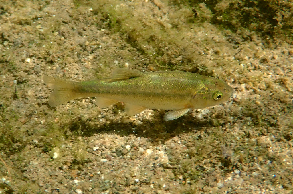 Arroyo chub (Gila orcuttii) — Cyprinidae