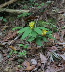 Polygala reinii