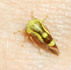 Ophiderma flava