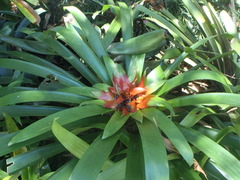 Guzmania