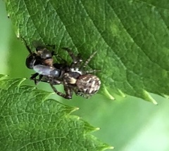 Xysticus audax