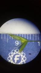 Bromus commutatus