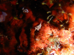 Facelina rubrovittata