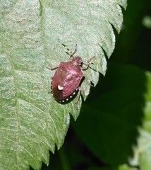 Holcostethus sphacelatus