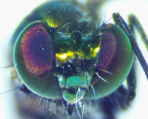 Condylostylus patibulatus photo 4