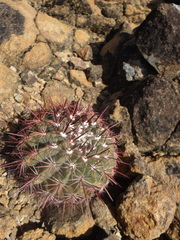Melocactus macracanthos