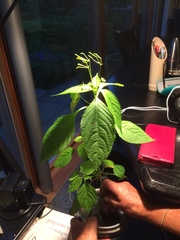 Impatiens parviflora