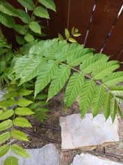 Ailanthus altissima