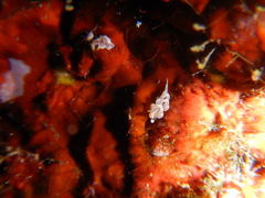 Facelina rubrovittata