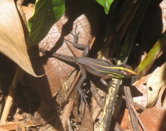 Kentropyx calcarata