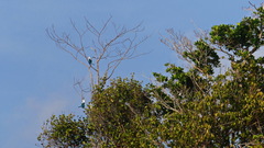 Todiramphus saurophagus