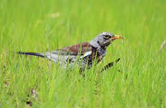 Turdus pilaris