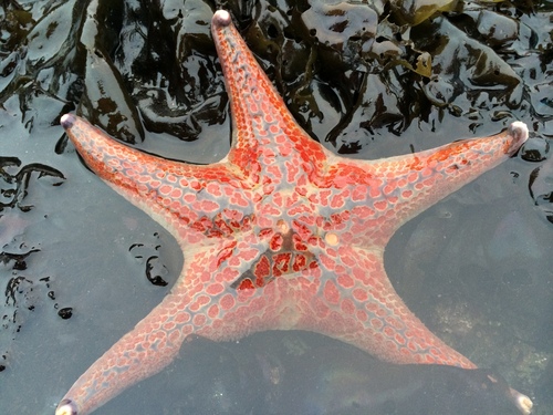 Leather Star, photo 9 of 10