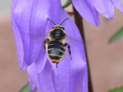 Melitta haemorrhoidalis