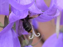 Melitta haemorrhoidalis