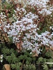 White Stonecrop - Photo (c) ebbalux, some rights reserved (CC BY-NC), uploaded by ebbalux
