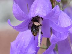 Melitta haemorrhoidalis