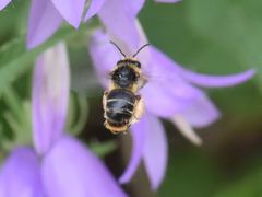 Melitta haemorrhoidalis