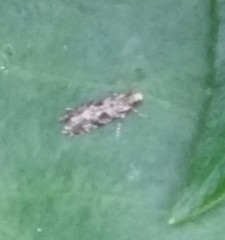 Nemapogon granella