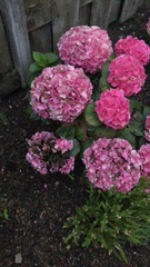 Hydrangea macrophylla