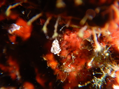 Facelina rubrovittata