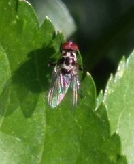 Anthomyia pluvialis