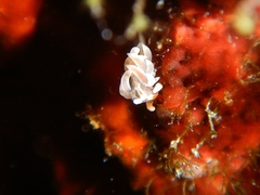 Facelina rubrovittata