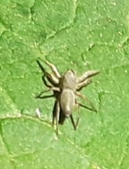 Tutelina