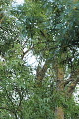 Picus viridis