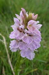 Dactylorhiza maculata ericetorum