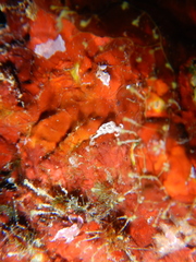 Facelina rubrovittata