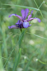 Iris reichenbachiana