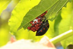 Pachycoris