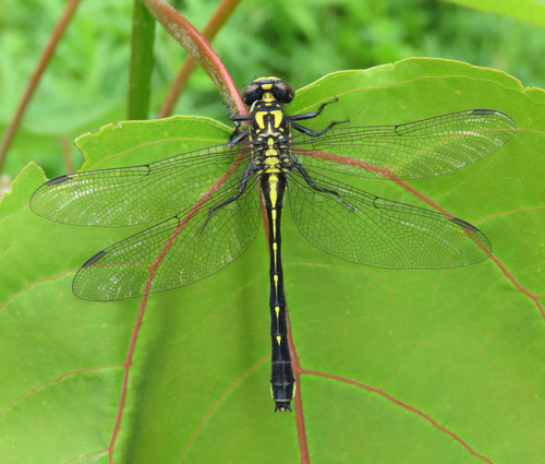Mustached Clubtail photo 2