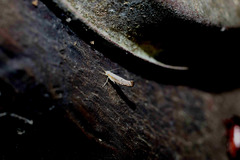 Argyresthia subreticulata