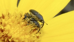 Odontocorynus umbellae