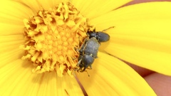 Odontocorynus umbellae