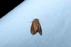 Heterogenea shurtleffi