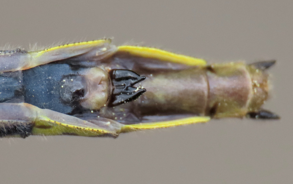 Harpoon Clubtail