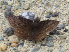 Erynnis icelus
