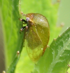 Stictocephala lutea